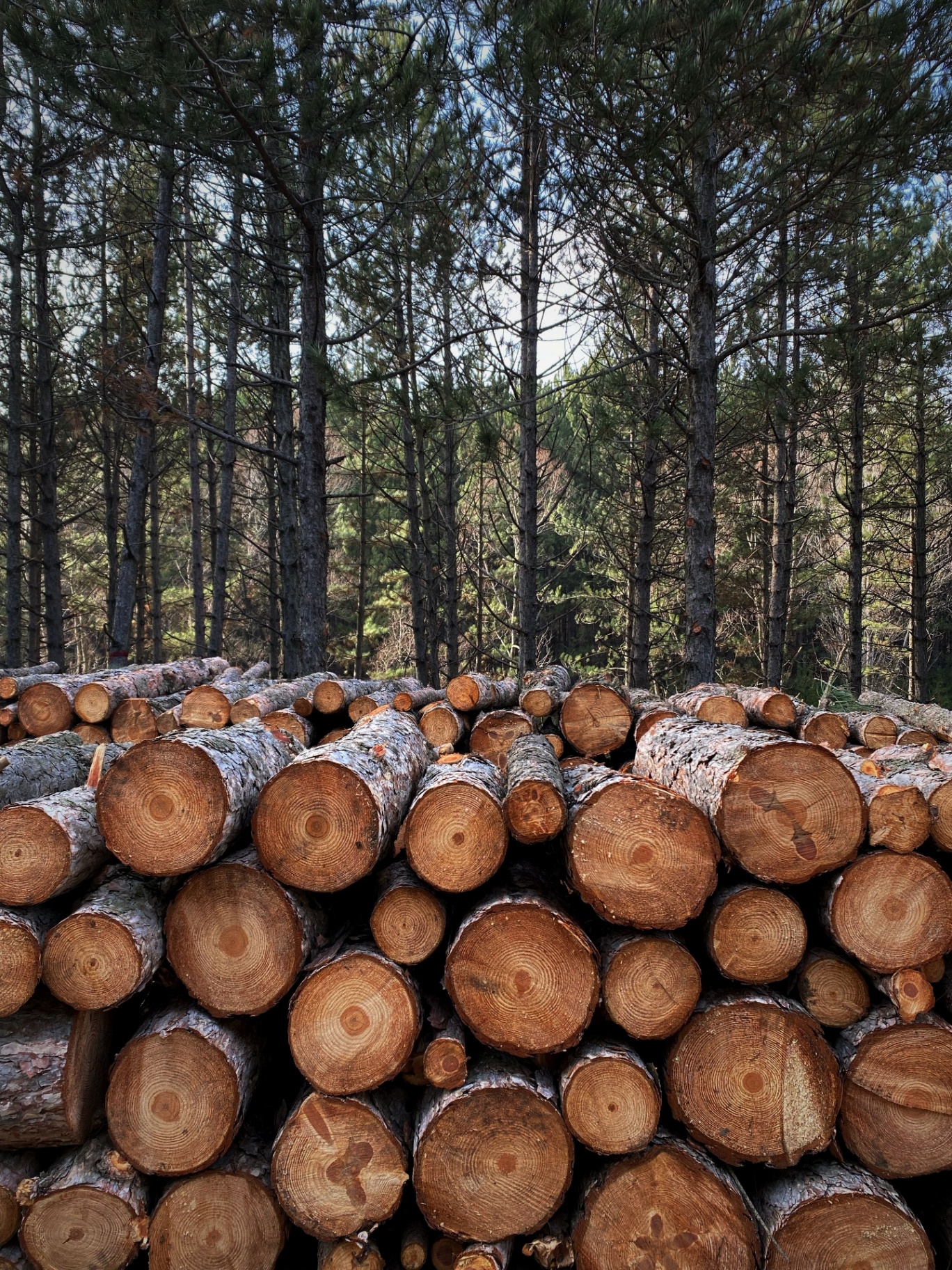 Stacked timber logs at the edge of a pine forest