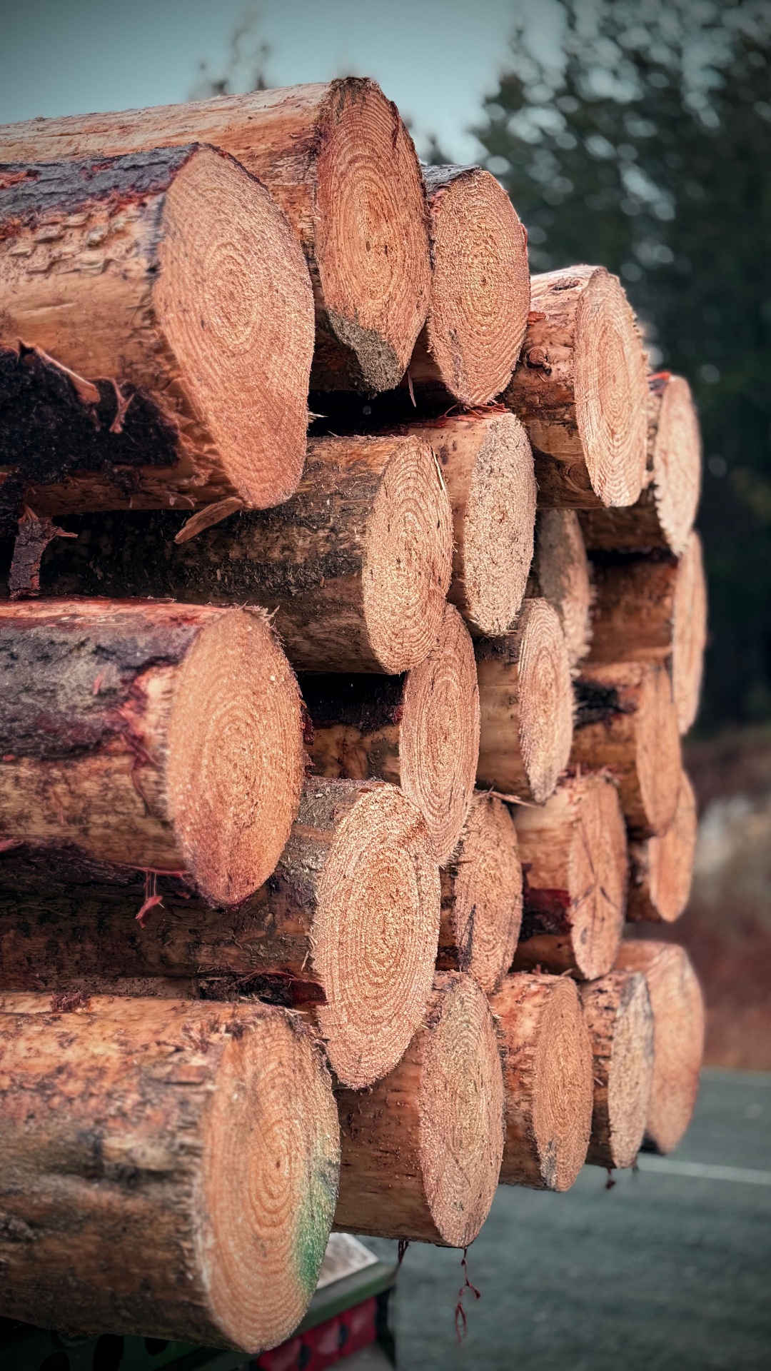 Stacked hardwood timber logs — kayu balak for sale in Perak, Malaysia